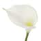 White Calla Lily Stem by Ashland®
